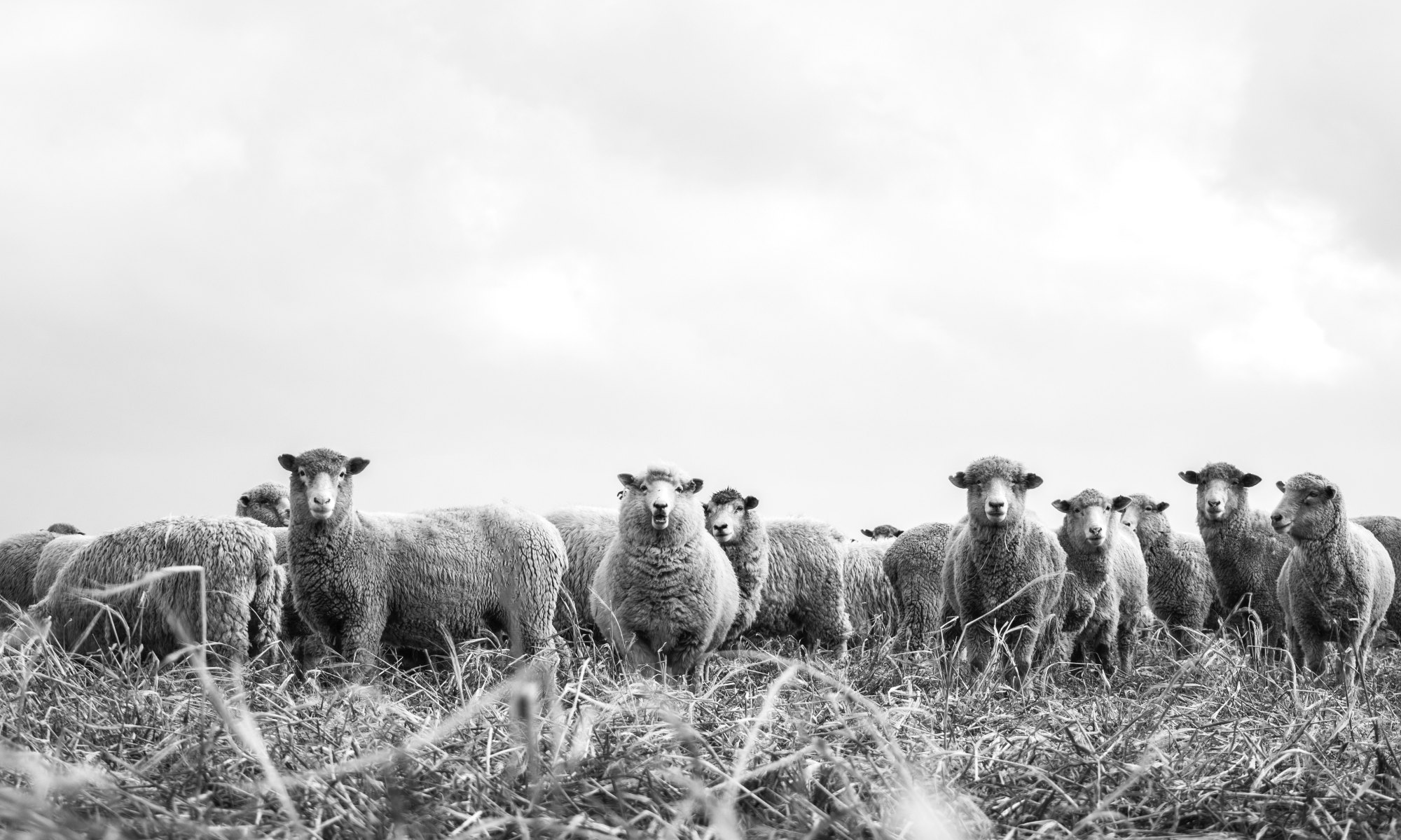 sheep on the outdoor. black and white photo.